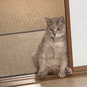 ぼんやりにゃんこ