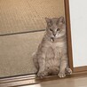 ぼんやりにゃんこ
