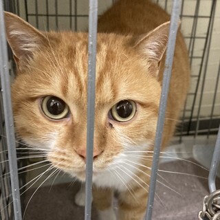 検討中　すんごくなれてる茶白ルドルフくん