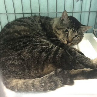 SOS‼️期限迫る キジトラおとなしいたまきち