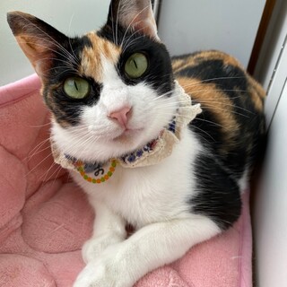 ママが大好き❣️ぼたんの娘、みかん