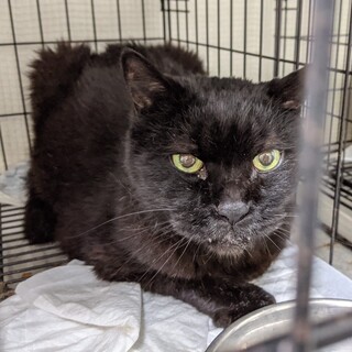 SOS！人慣れてるワイルドキャット黒猫ゆうひくん