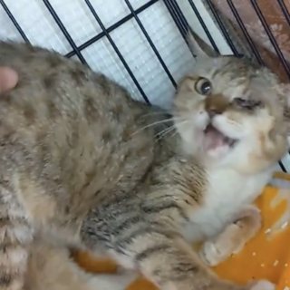 トライアル中キュートなメラニーちゃん