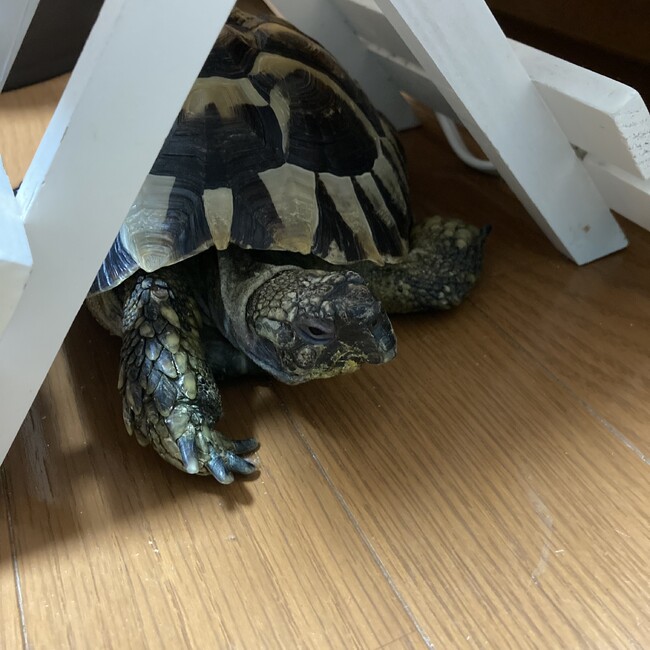 はなとくーちゃんのカバー写真