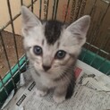 まろ眉ちゃん♂ 生後1ヶ月