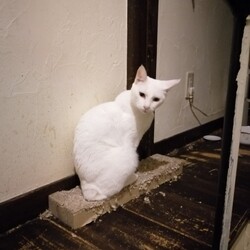 月例猫カフェ＆譲渡会 サムネイル2