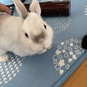 ネザーランドドワーフ