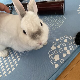 ネザーランドドワーフ