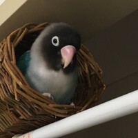 ピーちゃん