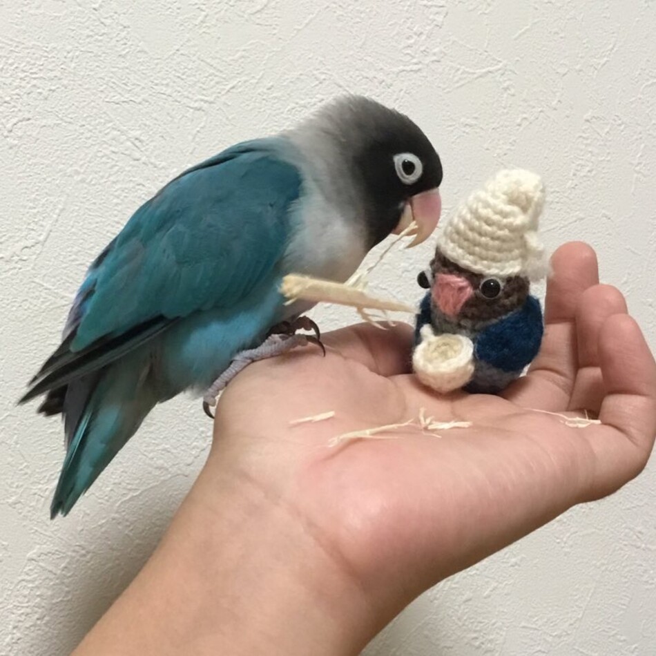 ピーちゃんのカバー写真