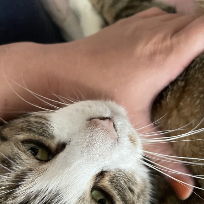 あすちるべのカバー写真