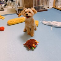 らん