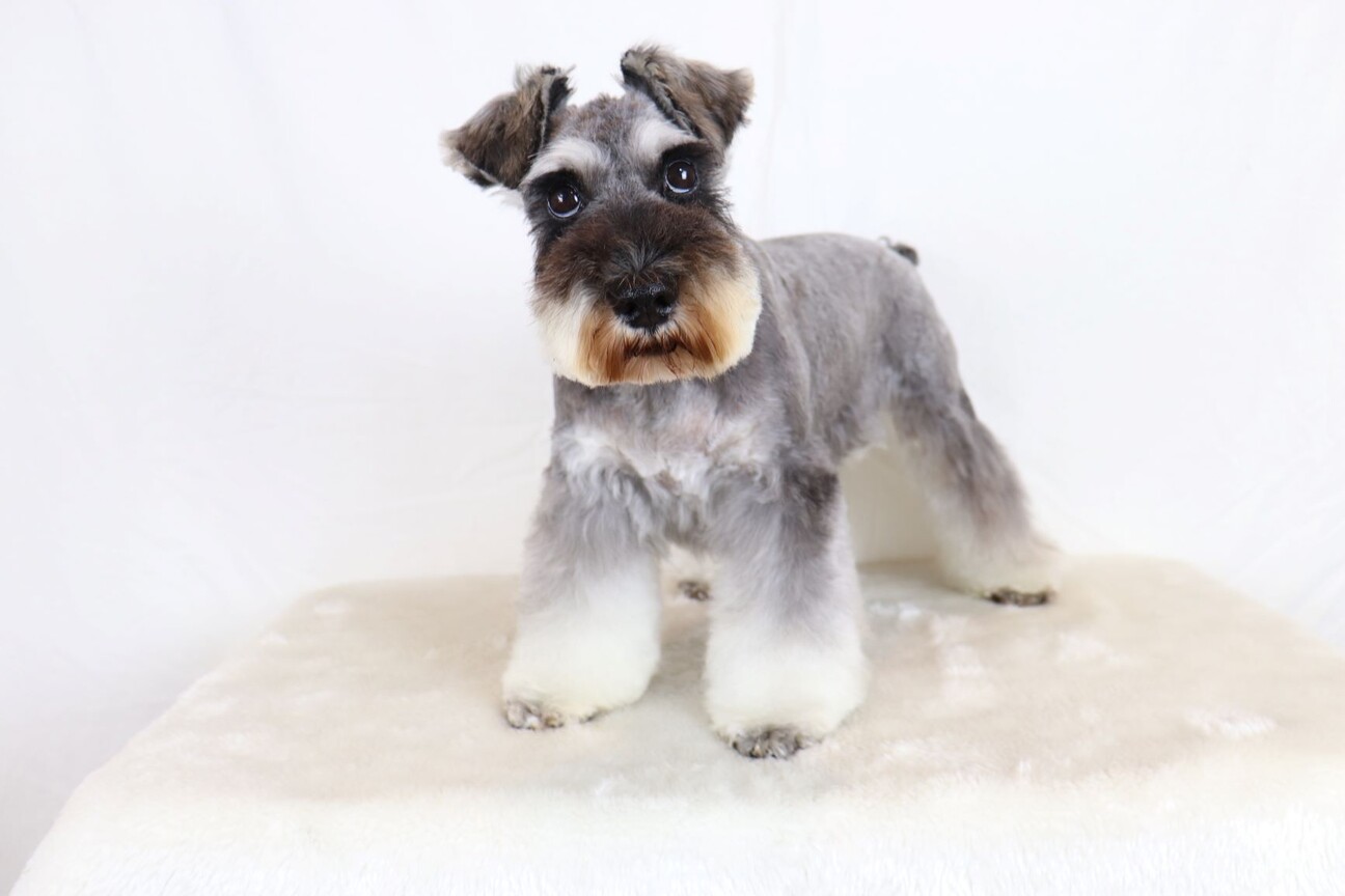 可愛いお顔のシュナウザー 群馬県 犬の里親募集 ペットのおうち 月間利用者150万人 可愛いお顔のシュナウザー 群馬県 犬の里親募集 ペットのおうち 月間利用者150万人