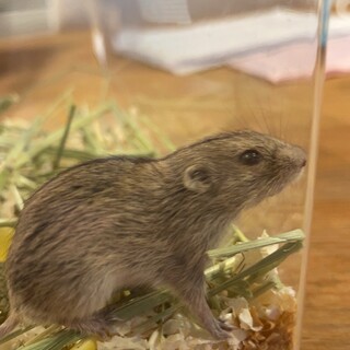 ステップレミングベビー　募集