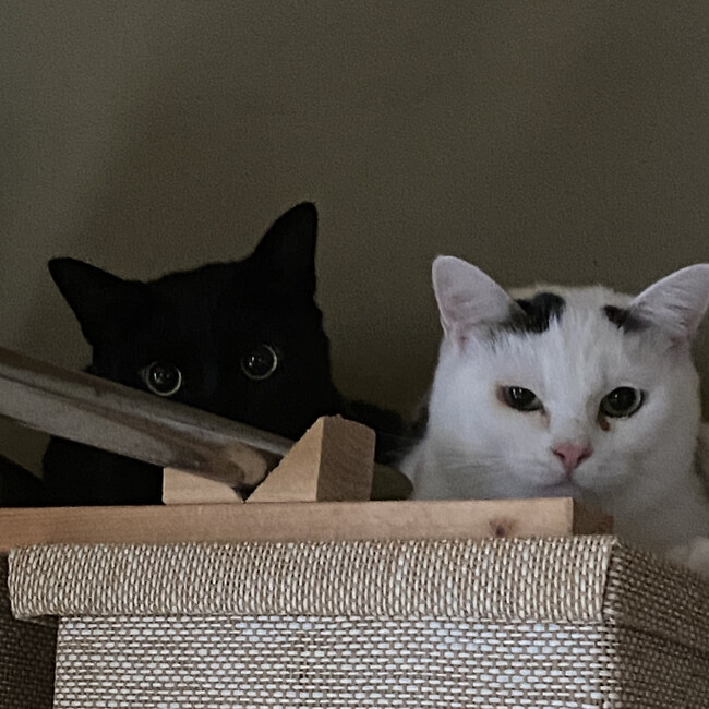 ちびくろぶうのカバー写真