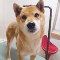 おとなしくて小さめで明るい柴犬男子