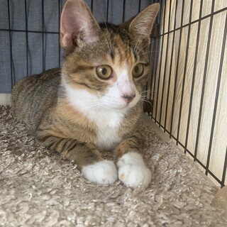 三毛と白キジミックス。人懐っこい女の子の子猫です