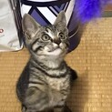 撫でられるの大好き２ヶ月元気なキジトラ♀ちゃん
