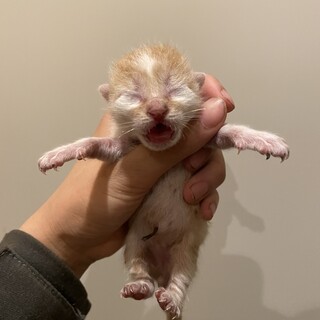 急募！！5匹兄妹の茶白くん