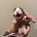 急募！生まれたてのハチワレちゃん