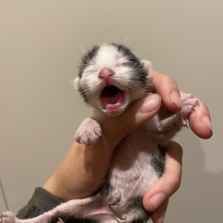 急募！生まれたてのハチワレちゃん