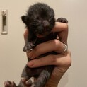 急募！！5匹兄妹の黒猫くん