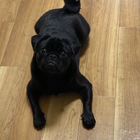 琉希丸