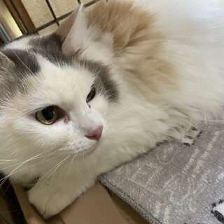 ラガマフィン♀