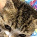 生後1～2ヶ月キジトラ？男の子