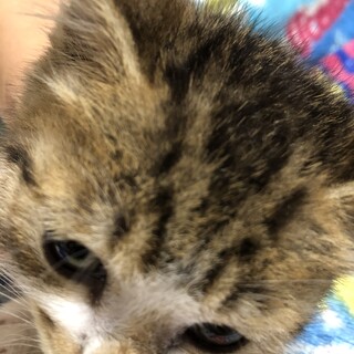 生後1～2ヶ月キジトラ？男の子