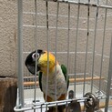 ズグロシロハラインコ　ノアちゃん　