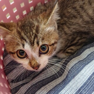 美猫ちゃんです