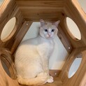 綺麗なブルーアイの【つぐみ】くん