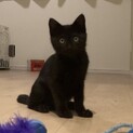 活発でかわいらしい黒猫ちゃん♀ 
