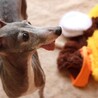 ばぁちゃん　推定７才 サムネイル2