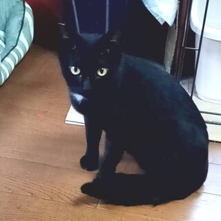 長い尻尾と首元の白い毛が可愛い★ぐーちゃん