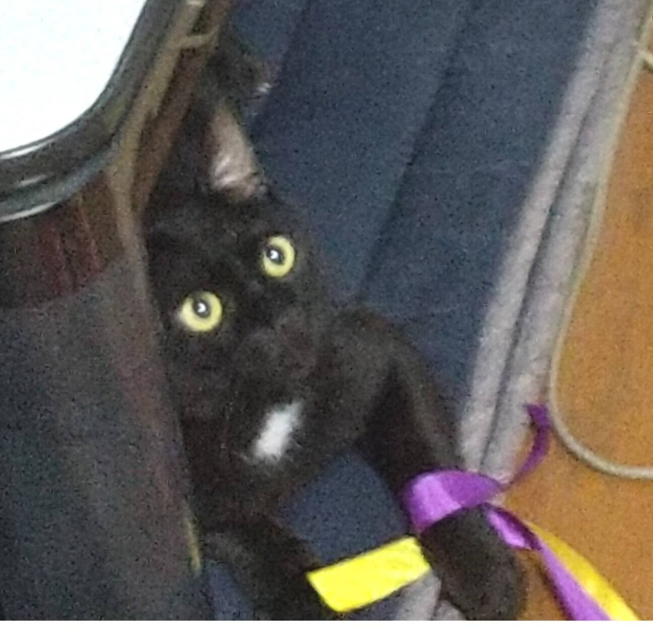 長い尻尾と首元の白い毛が 千葉県 猫の里親募集 ペットのおうち 月間利用者150万人