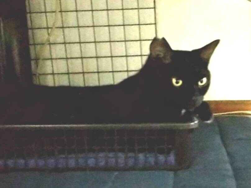 長い尻尾と首元の白い毛が 千葉県 猫の里親募集 ペットのおうち 月間利用者150万人