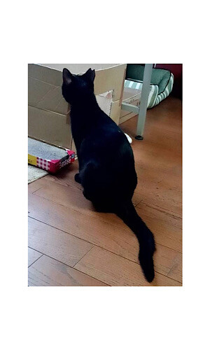 長い尻尾と首元の白い毛が 千葉県 猫の里親募集 ペットのおうち 月間利用者150万人