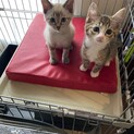 子猫の里親募集です。(里親さん決まりました）