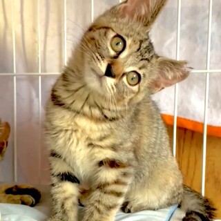 かわいい子猫ちゃんがずっとのおうちを探しています！