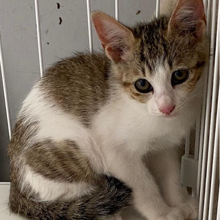 譲渡されました。