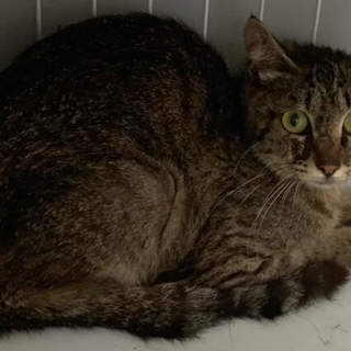 処分対象です。収容期限7/12朝迄