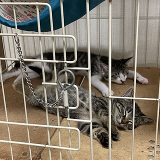 キジトラの女の子