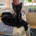 おてんば娘の黒猫ちゃん