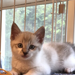 ブルーアイの男の子