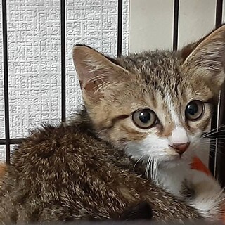 チャミーちゃん　大人しいけどおもちゃに興味津々な子