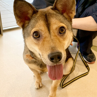 元気いっぱいおもちゃ大好き”ちょう”君