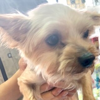 ヨーキーの女の子