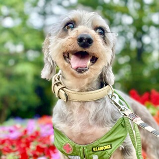 お散歩大好きゲンくん❤︎ヨーキー×ダックスMix